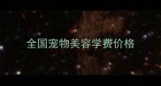 全国宠物美容学费价格