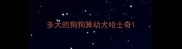 多大的狗狗算幼犬哈士奇