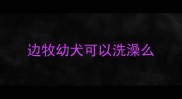 边牧幼犬可以洗澡么