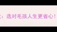 边牧幼犬VS苏牧幼犬选对毛孩人生更省心新手必看对比指南