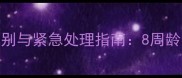 萨摩耶8个月犬瘟症状识别与紧急处理指南8周龄幼犬如何应对致命病毒