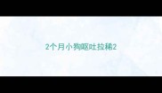 2个月小狗呕吐拉稀