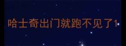 哈士奇出门就跑不见了