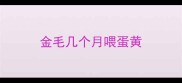 金毛几个月喂蛋黄