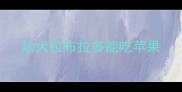幼犬拉布拉多能吃苹果