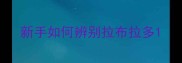 新手如何辨别拉布拉多