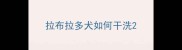拉布拉多犬如何干洗