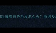 金毛犬脚趾缝有白色毛发怎么办原因及应对措施