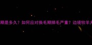 边牧掉毛高峰期是多久如何应对换毛期掉毛严重边境牧羊犬护理全攻略