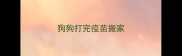 狗狗打完疫苗搬家