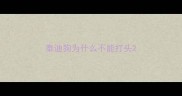 泰迪狗为什么不能打头