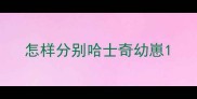怎样分别哈士奇幼崽