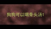 狗狗可以喝骨头汤