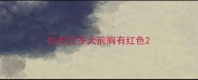 拉布拉多犬前胸有红色