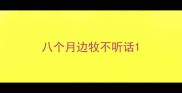 八个月边牧不听话