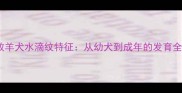 边境牧羊犬水滴纹特征从幼犬到成年的发育全周期