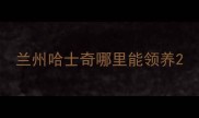 兰州哈士奇哪里能领养