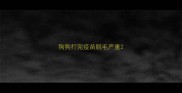 狗狗打完疫苗脱毛严重