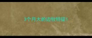 3个月大的边牧特征