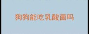 狗狗能吃乳酸菌吗