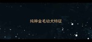纯种金毛幼犬特征
