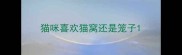 猫咪喜欢猫窝还是笼子