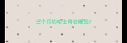 三个月的哈士奇总睡觉