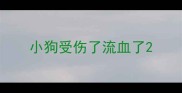 小狗受伤了流血了