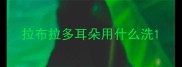 拉布拉多耳朵用什么洗
