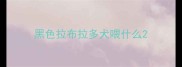 黑色拉布拉多犬喂什么