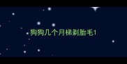 狗狗几个月梯剃胎毛