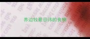 养边牧最忌讳的食物