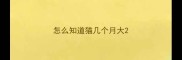 怎么知道猫几个月大