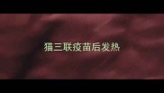 猫三联疫苗后发热
