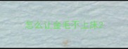 怎么让金毛不上床