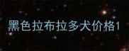 黑色拉布拉多犬价格