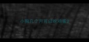 小狗几个月可以吃鸡蛋