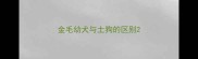 金毛幼犬与土狗的区别