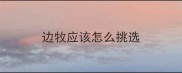边牧应该怎么挑选