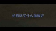 给猫咪买什么猫粮好