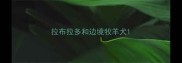 拉布拉多和边境牧羊犬