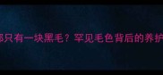边境牧羊犬背部只有一块黑毛罕见毛色背后的养护秘密大公开
