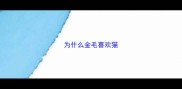为什么金毛喜欢猫
