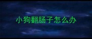 小狗翻肠子怎么办