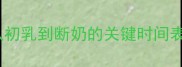 母犬哺乳期全从初乳到断奶的关键时间表与科学护理指南