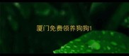厦门免费领养狗狗