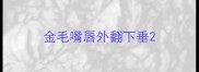 金毛嘴唇外翻下垂