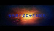 金毛是不是有长毛和短毛