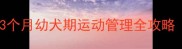 科学规划哈士奇运动量指南3个月幼犬期运动管理全攻略附训练方案与健康监测