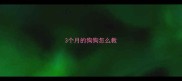 3个月的狗狗怎么教